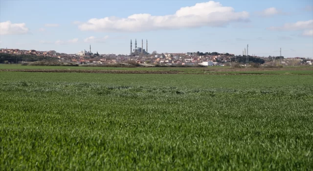 Mevsim normallerinin üstündeki sıcaklıklar Edirne’de bazı buğday tarlalarında hastalığa yol açtı 