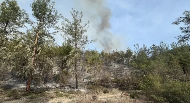 Sinop’ta çıkan orman yangınında 5 hektarlık alan zarar gördü