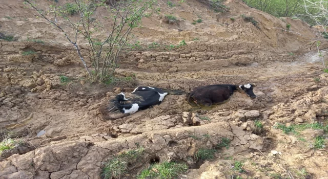 Düzce’de çamurda mahsur kalan 3 inek iş makinesiyle kurtarıldı