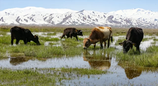 Hakkari’de besiciler hayvanlarını yeşeren meralara çıkarmaya başladı 