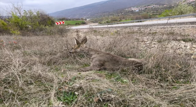 Amasya’da yaralı karaca koruma altına alındı