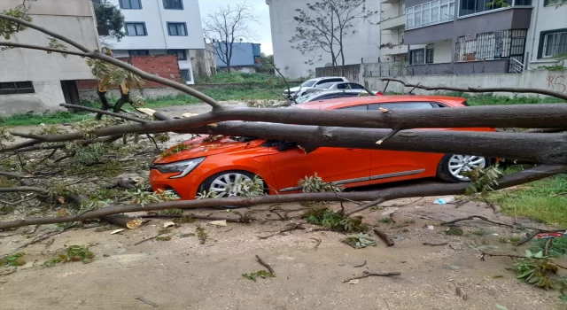 Balıkesir’de devrilen ağaç park halindeki otomobile zarar verdi