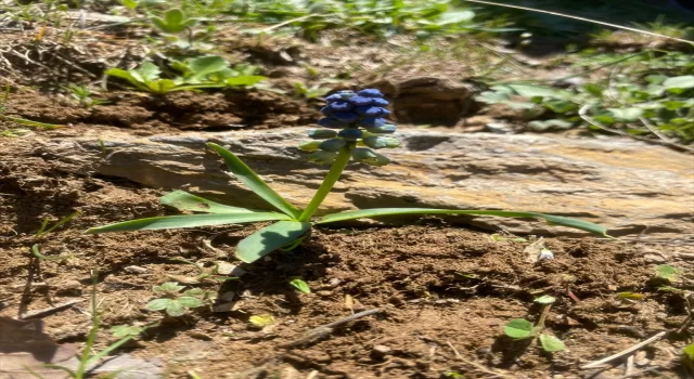 Siirt’te endemik bitki ”Şirvan sümbülü” çiçek açtı
