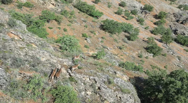Elazığ’da terk edilmiş mezrada dağ keçileri dronla görüntüledi