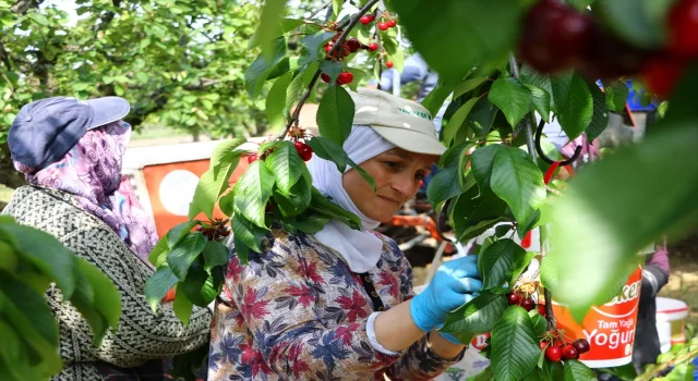 Tekirdağ kirazının hasadı başladı