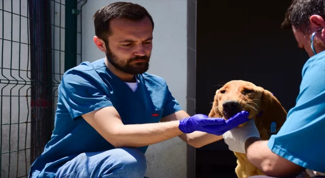 Bilecik’te 2 yılda 3 bin 508 sahipsiz köpek kısırlaştırıldı