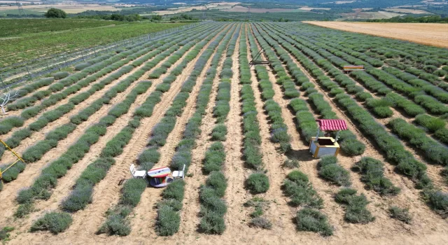 Tekirdağ’ın mor tarlaları yeni sezon için hazırlandı