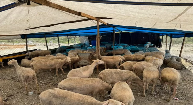 Esenyurt’ta kurbanlık satışları başladı