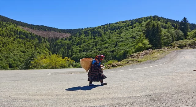 Doğu Karadeniz yaylalarına büyükbaş hayvanlarla göç başladı