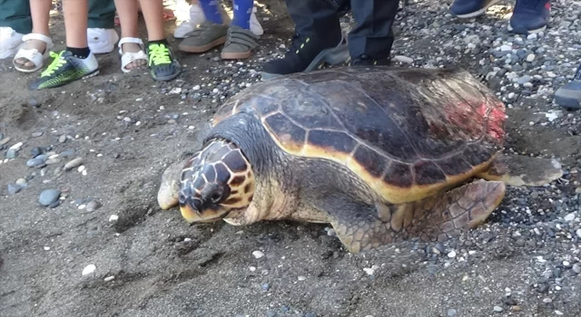 Mersin’de tedavisi tamamlanan kaplumbağa denize bırakıldı 