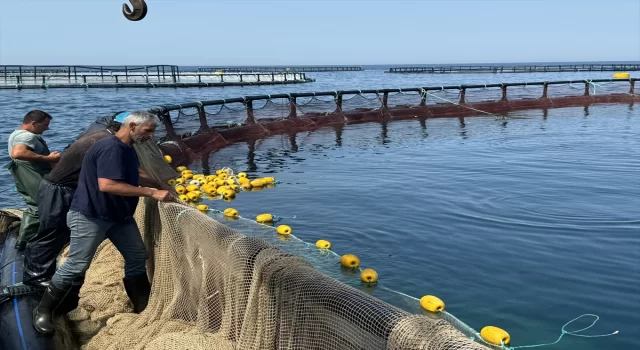 Samsun’da, Karadeniz’de yetiştirilen Türk somonunun hasadına başlandı