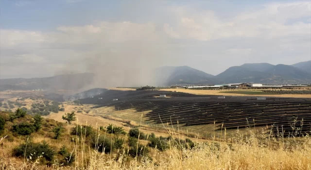 Manisa’da 50 hektarlık makilik ve otluk alan yandı, 1 şüpheli gözaltına alındı