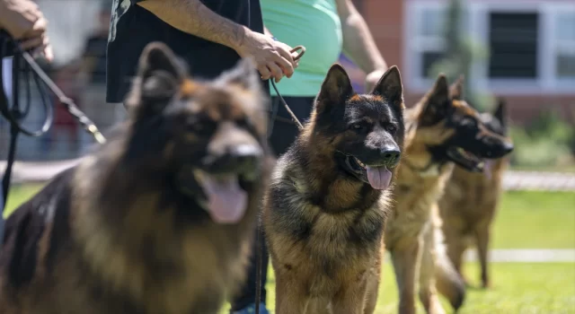 Eğitimlerini başarıyla tamamlayan ”Alman çoban köpekleri” için yarışma düzenlendi