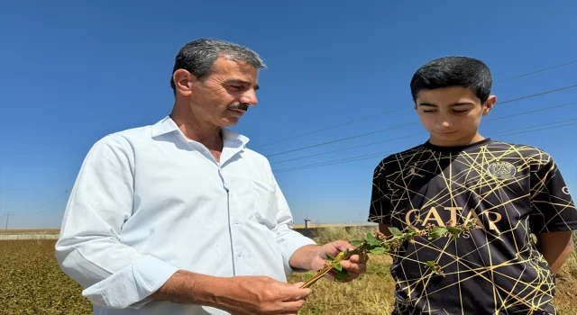 Batmanlı çiftçi, çölyak hastaları için ektiği karabuğdayın hasadına başladı 