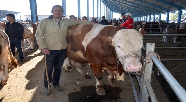 Kars’ta kurbanlık alışverişi hareketliliği 