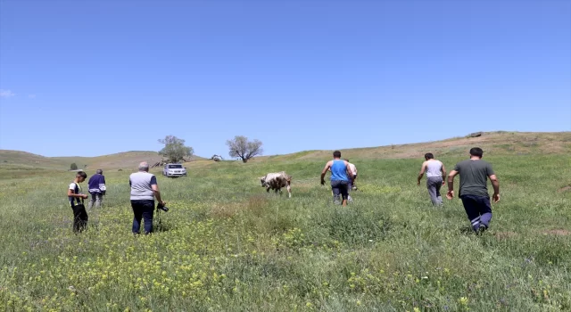 Erzurum’da Pasinler Ovası’na kaçan kurbanlıklar vatandaşlara ve ekiplere zor anlar yaşattı