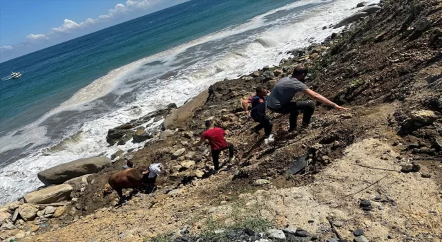 Zonguldak’ta kesime getirildiği sırada denize kaçan boğayı itfaiye ekipleri yakaladı 