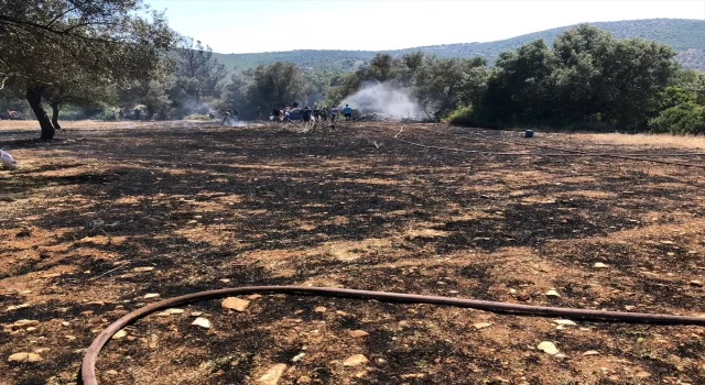 Bodrum’da zeytinlikte çıkan yangın ormanlık alana sıçramadan söndürüldü