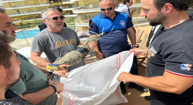 İstanbul’da evinde timsah besleyen kişi yakalandı