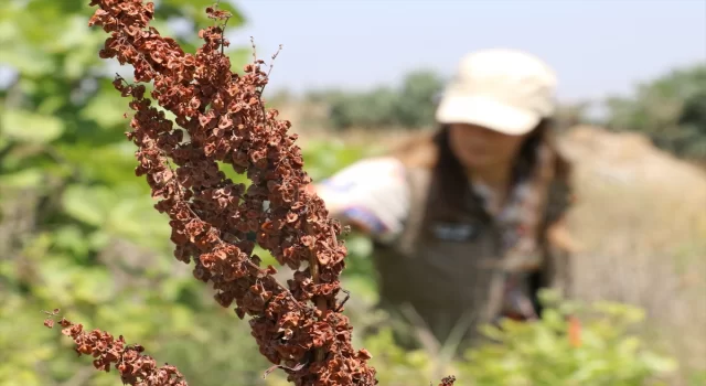 Yalova’da endemik bitkiler korunup çoğaltılarak geleceğe taşınıyor