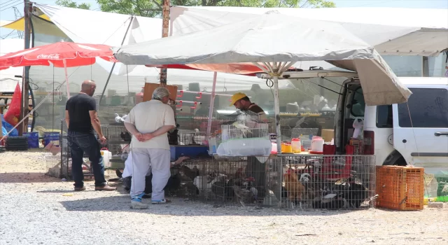 Kuş meraklıları hafta sonları Sakarya’da kurulan pazarda buluşuyor