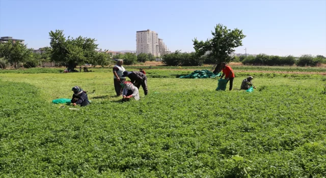 Kilis’te çiftçiler sıcak havaya rağmen üretime katkı sağlıyor