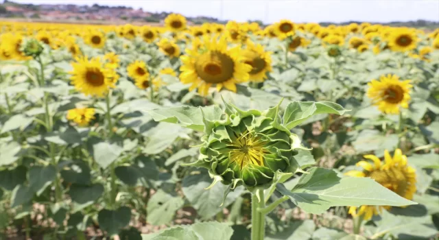 Edirne’de geç ekilen ayçiçeğinin ”stresine” bayram öncesi yağışlar iyi geldi