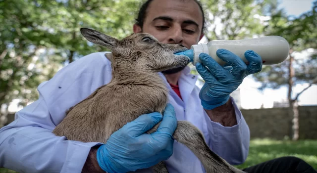 Erzurum’da ”süt kardeşler” adı verilen yaban keçisi yavruları biberonla besleniyor