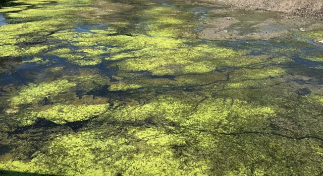 Tunca Nehri’nin yüzeyi yosun ve su mercimekleriyle ”yeşile” büründü