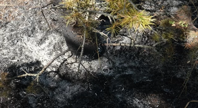 Kırklareli’nde ormanlık alana sıçrayan anız yangını söndürüldü