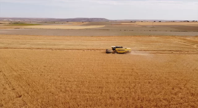 BBP Genel Başkanı Destici, Eskişehir’de biçerdöverle buğday hasadı yaptı: