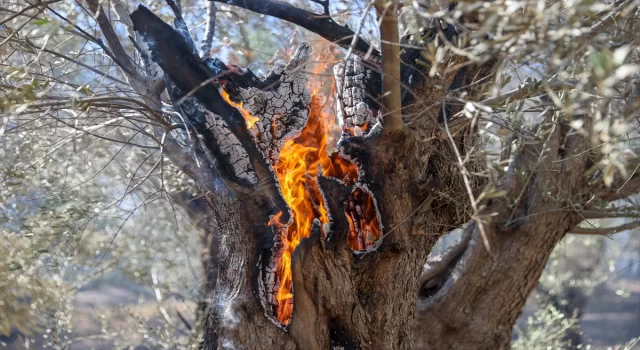 GÜNCELLEME 3 İzmir’de çıkan orman yangınına müdahale ediliyor