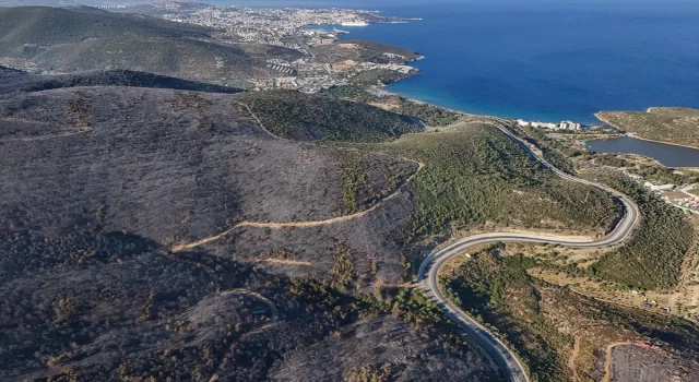 İzmir Selçuk’ta yangında zarar gören ormanlık alan havadan görüntülendi