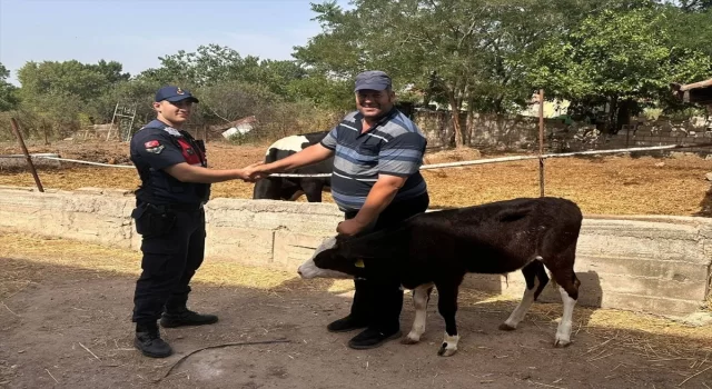 Edirne’de kayıp buzağı, jandarmanın dron destekli çalışmasıyla bulundu