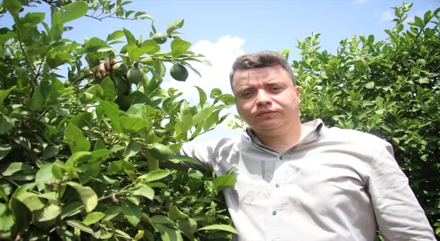 Turfanda limon hasadıyla fiyatların dengelenmesi öngörülüyor