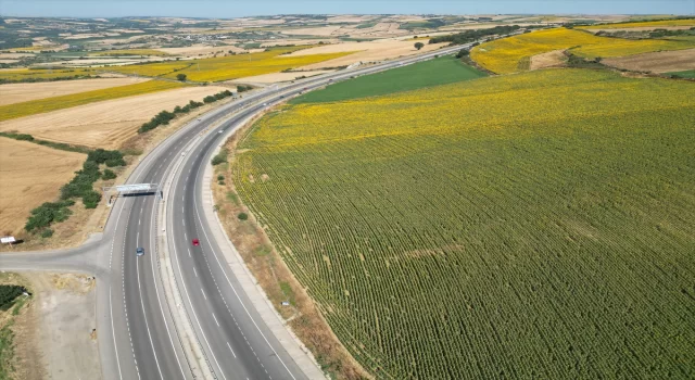 Tekirdağ’da ayçiçeği tarlaları sürücülere renkli manzara sunuyor 