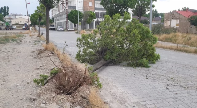 Ağrı’da rüzgar sebebiyle ağaçlar yerinden söküldü