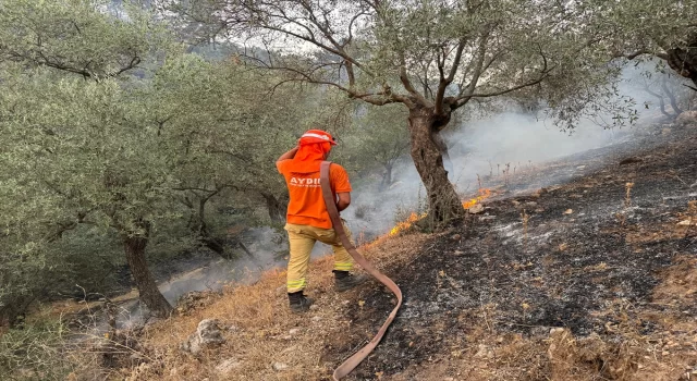 Aydın’da zeytinlik ve ormanlık alanda çıkan yangına müdahale ediliyor