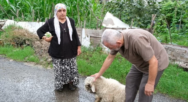 Ordu’da sahipsiz köpeklerin saldırdığı bir kuzu öldü, diğeri yaraladı