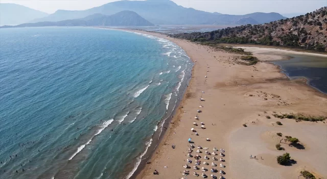 Sıcaklık artışı bu yıl yumurtadan çıkan carettaların cinsiyetini değiştirdi