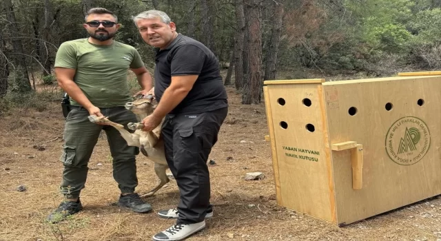 Antalya’da şehre inen yaban keçisi yakalanarak doğaya salındı