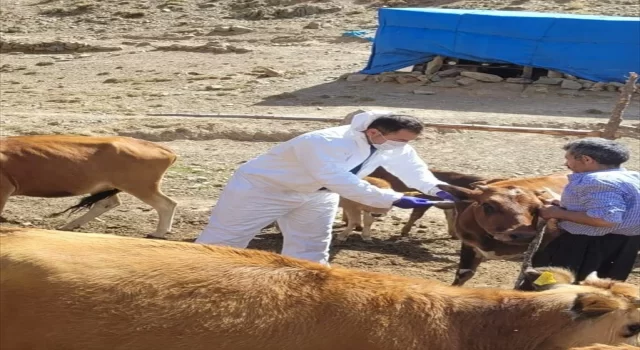 Adana’da şarbona karşı aşılama çalışması başlatıldı