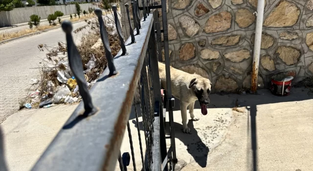 Adıyaman’da demir kapıya sıkışan köpek kurtarıldı