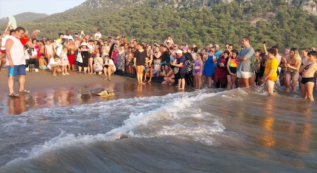 Muğla’da tedavileri tamamlanan 4 deniz kaplumbağası denize salındı