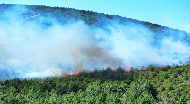 Pendik’te ormanlık alanda çıkan yangına müdahale ediliyor