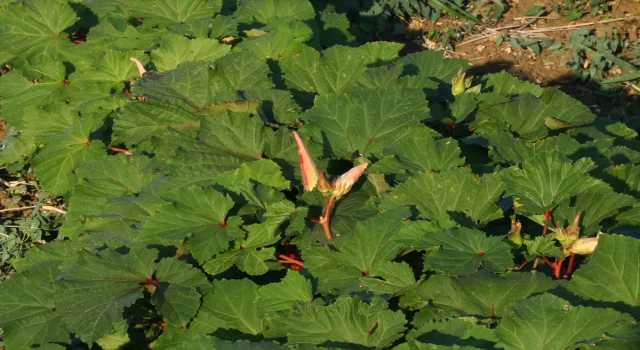 Tekirdağ’da kınalı bamyanın hasadı başladı