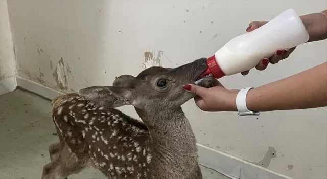 Bolu’da yaralı bulunan kızıl geyik yavrusuna özenle bakılıyor