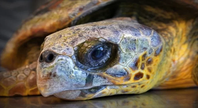 İzmir’de kıyıya vuran caretta caretta tedavi altına alındı