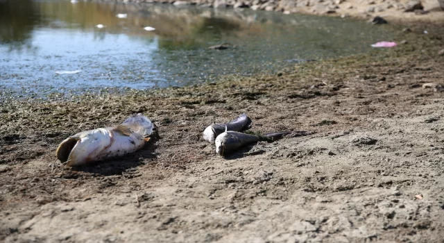 Edirne’de su seviyesi düşen gölette oksijensiz kalan balıklar öldü 