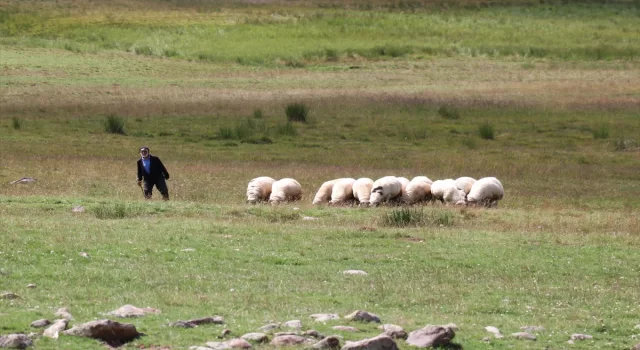 Erzurum’daki Dumlubaba Yaylası’nda göçerlerin günlük yaşamı zorlu geçiyor 